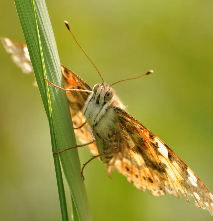 Heath Fritillary