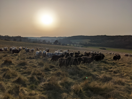Grazing sheep at Queendown Warren with the sun in the background