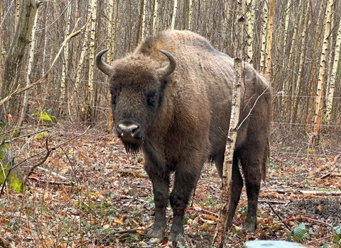 bull bison