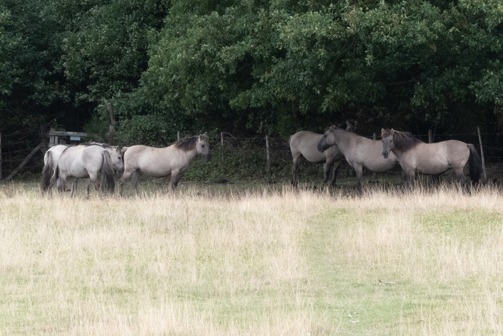 Konik ponies.