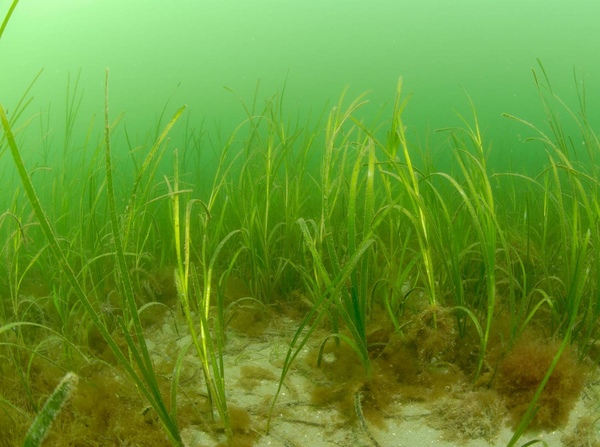 Seagrass bed.