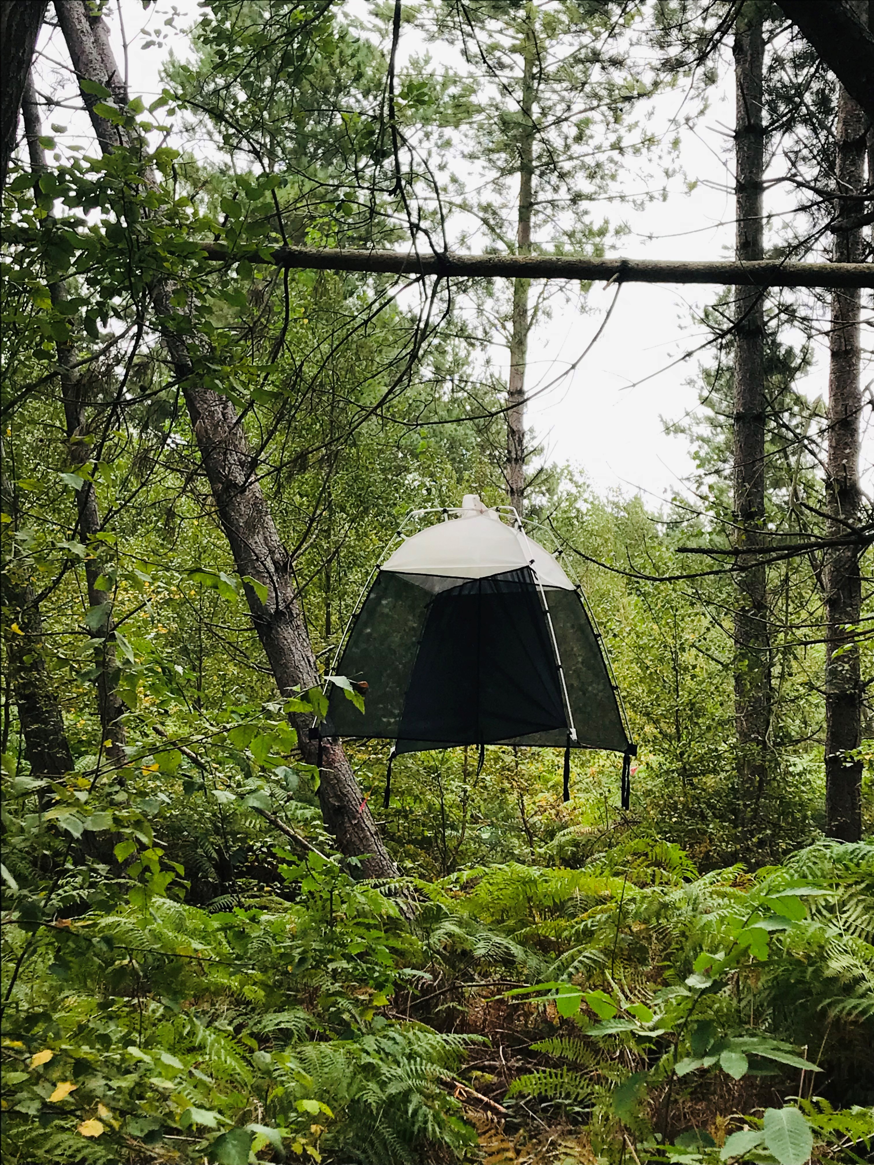 Flight intercept trap in woodland