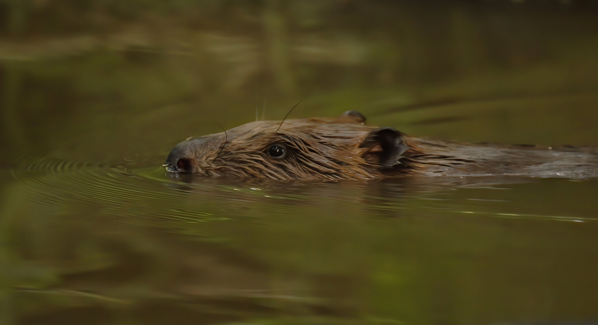 A beaver poking its head above water.