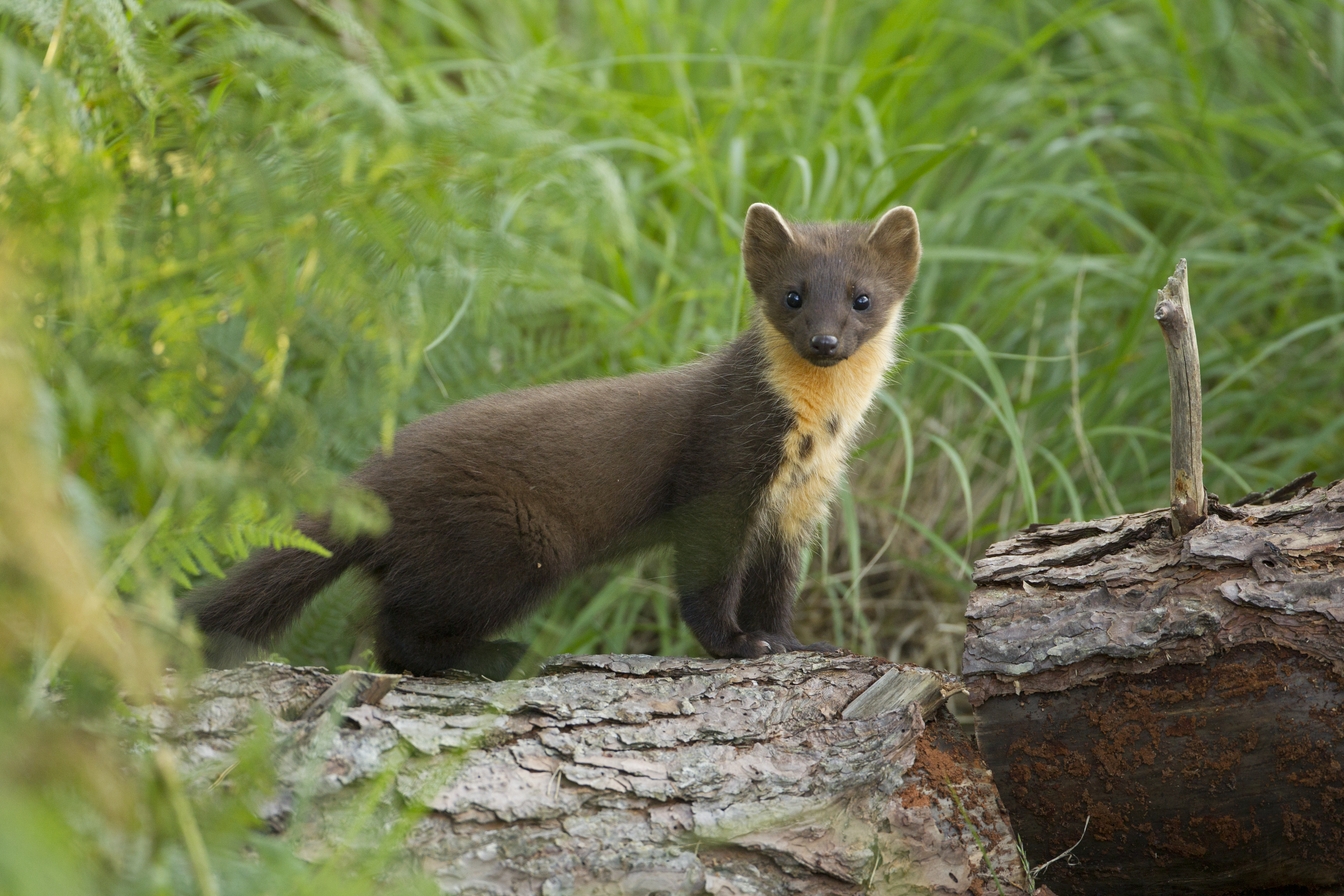 Pine marten on log in Scotland.