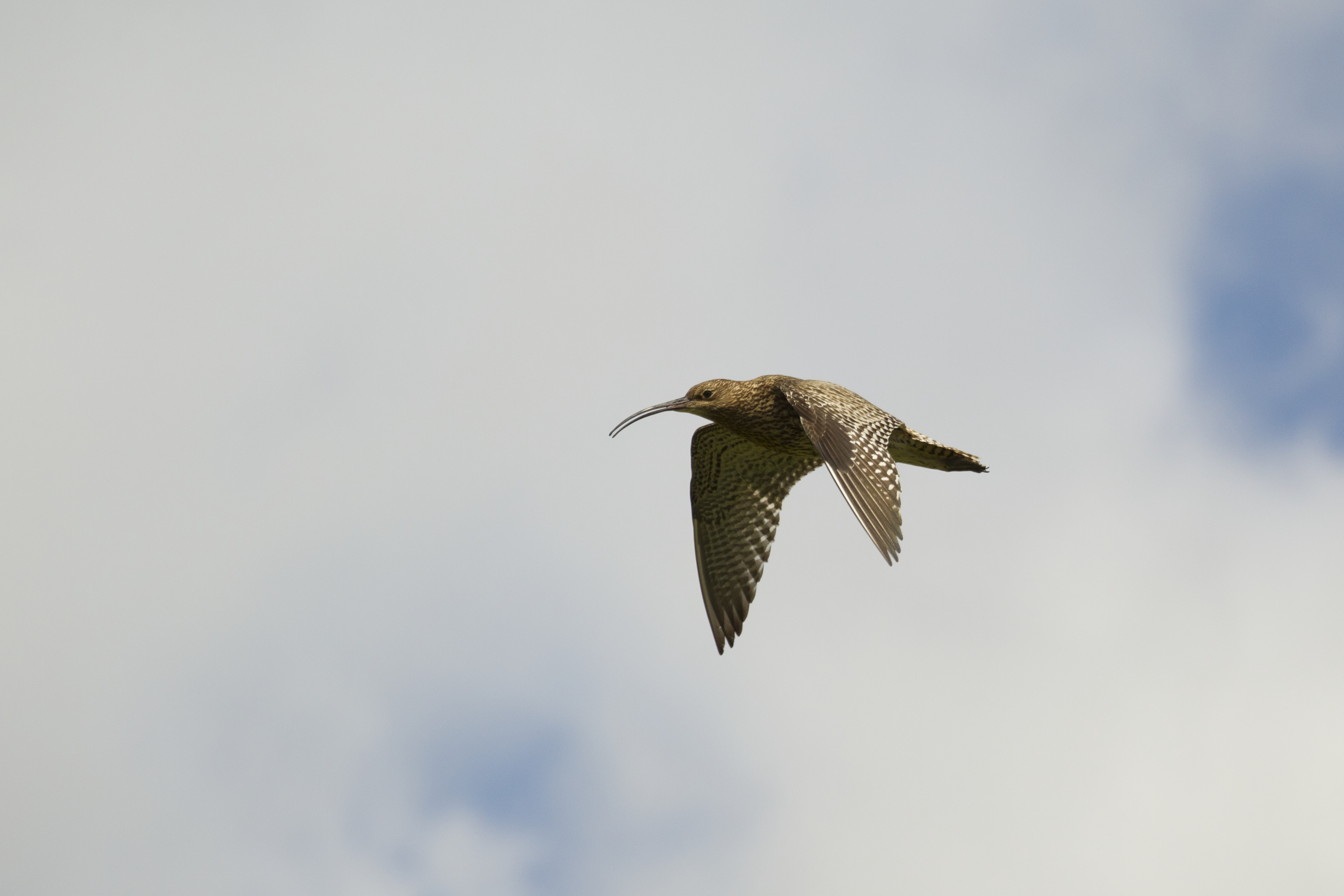 A brown Eurasian Curlew flying in cloudy sky.