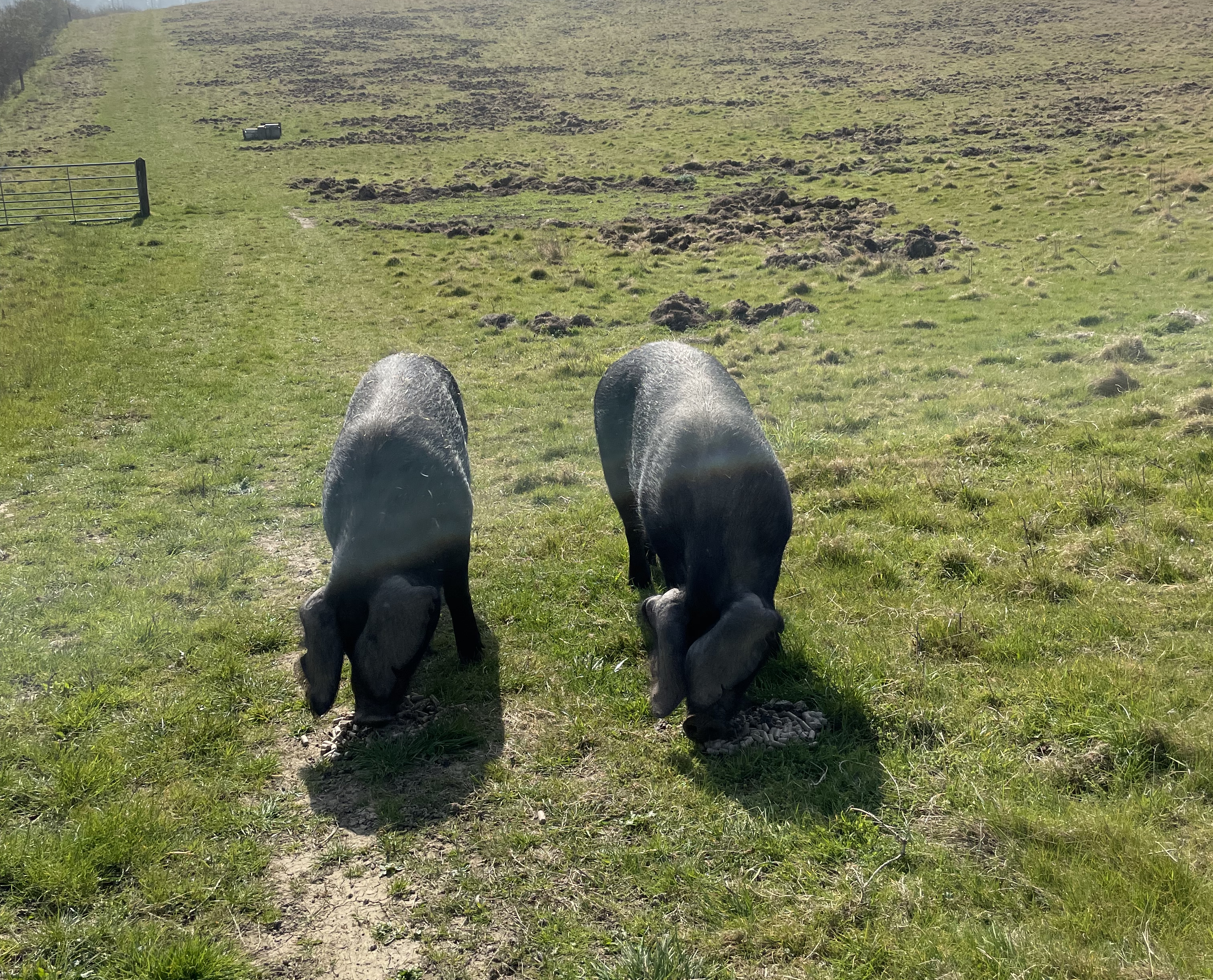 3 large black pigs being used to graze” style=