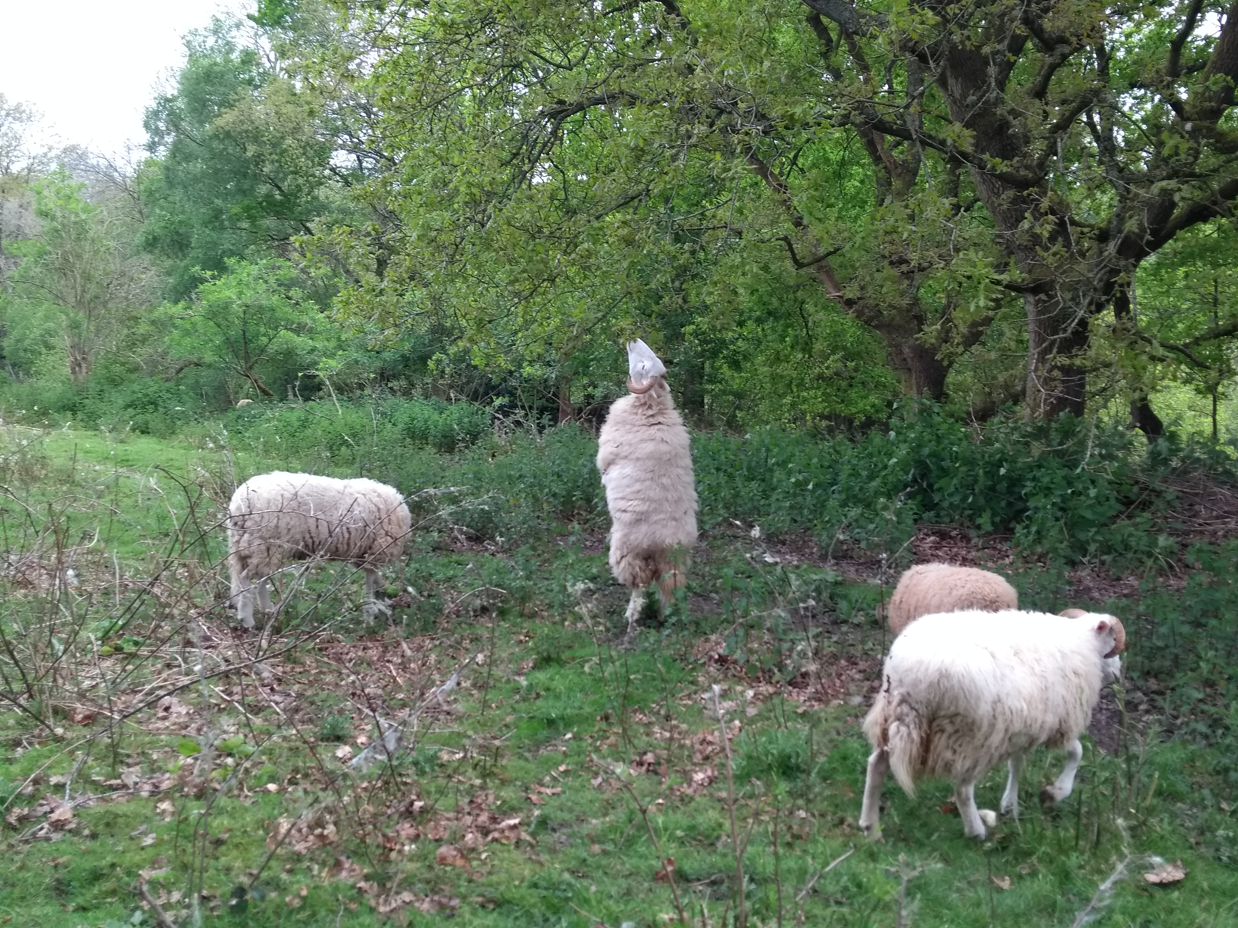 White faced woodland sheep balancing on its hind legs stretching out to reach leaves higher up” style=