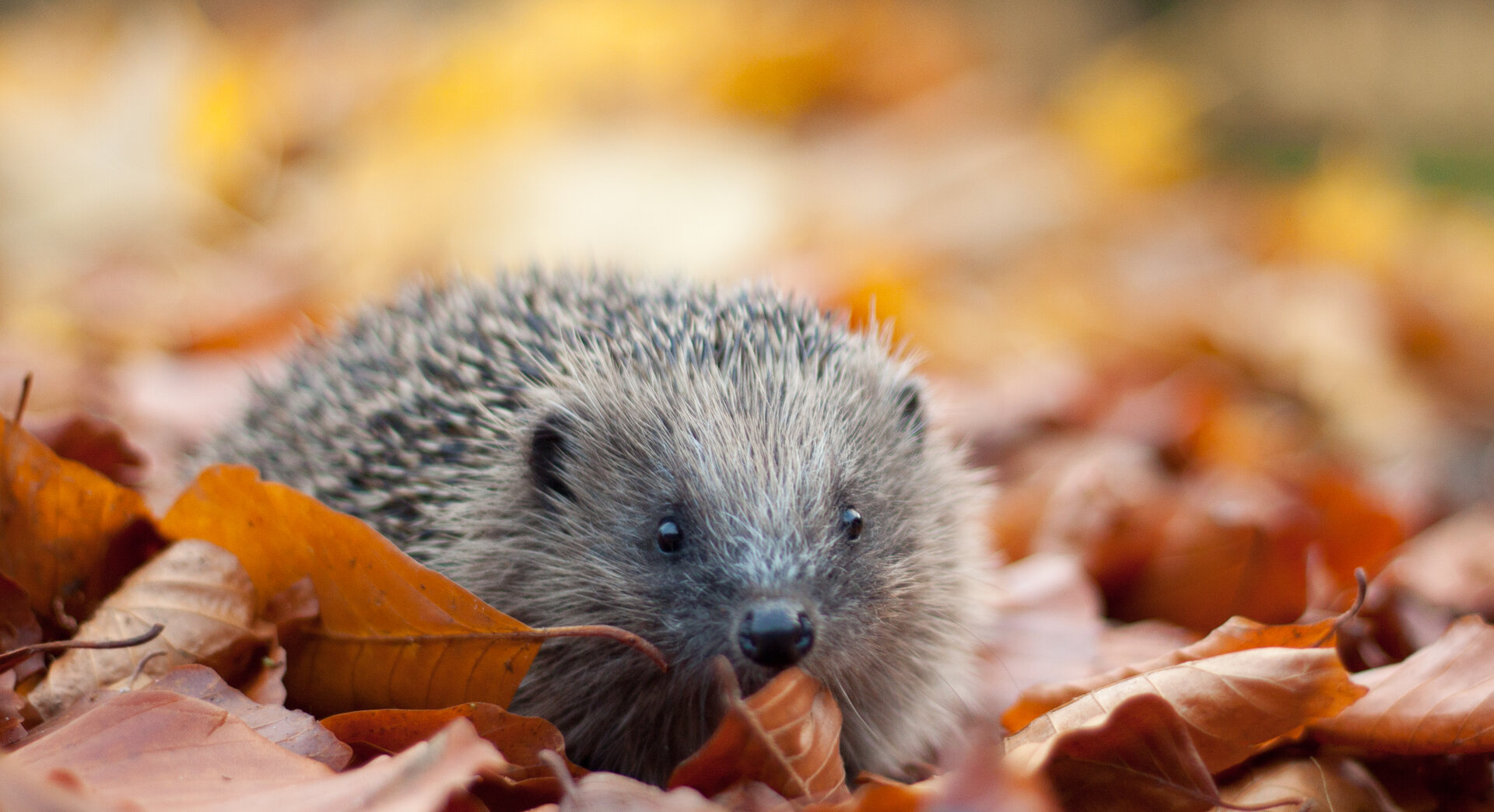 A hedgehog in autumn leaves.” style=