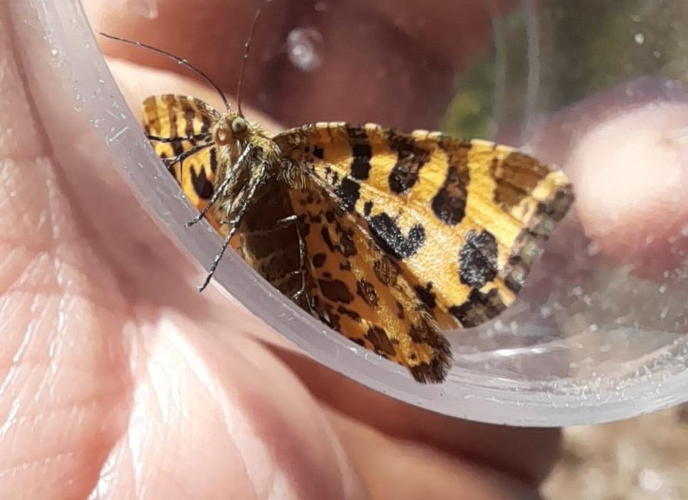 A speckled yellow moth in a plastic cap.