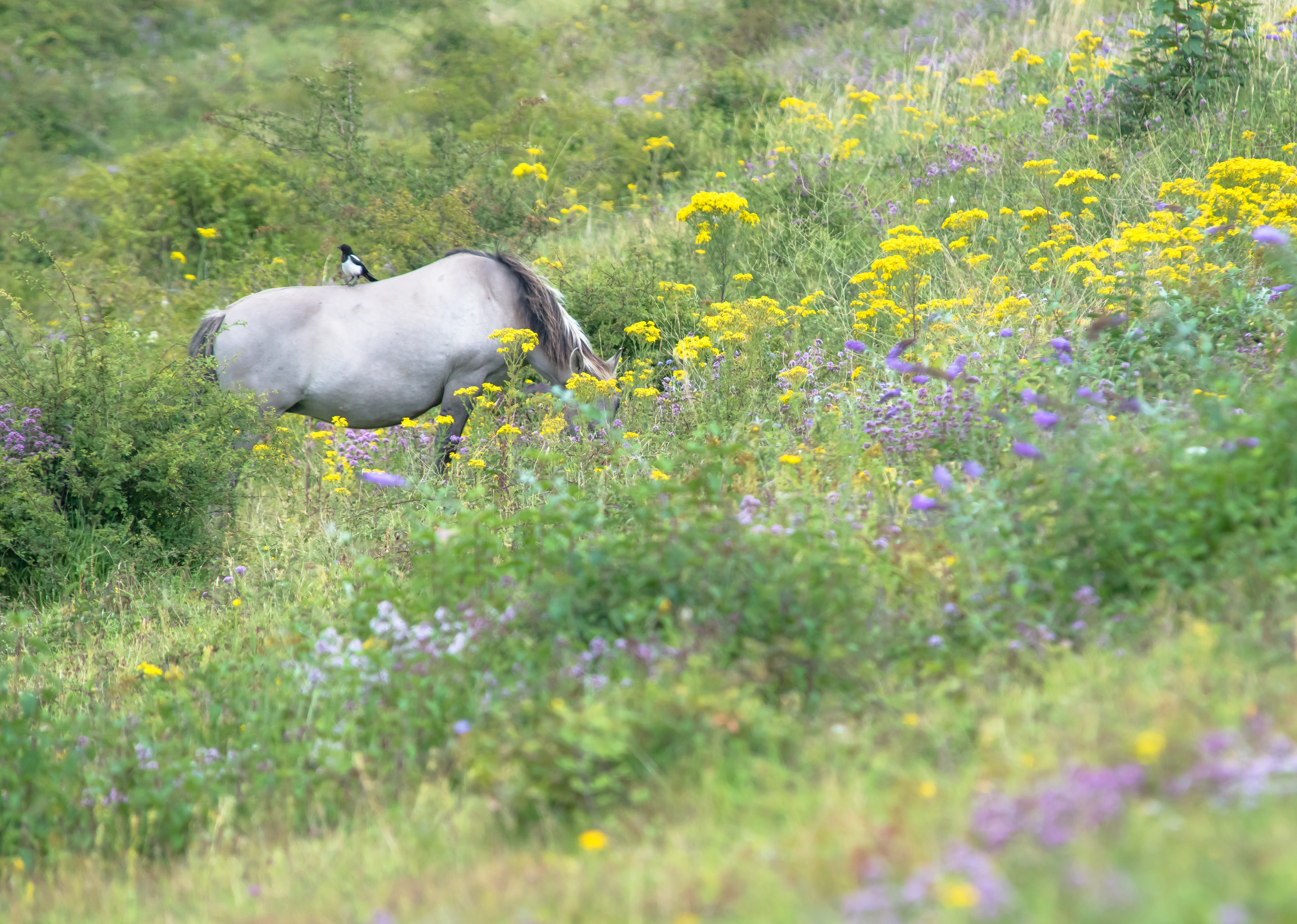 Konik grazing chalk grassland at Nemo Down, photo by Barry Cook
” style=