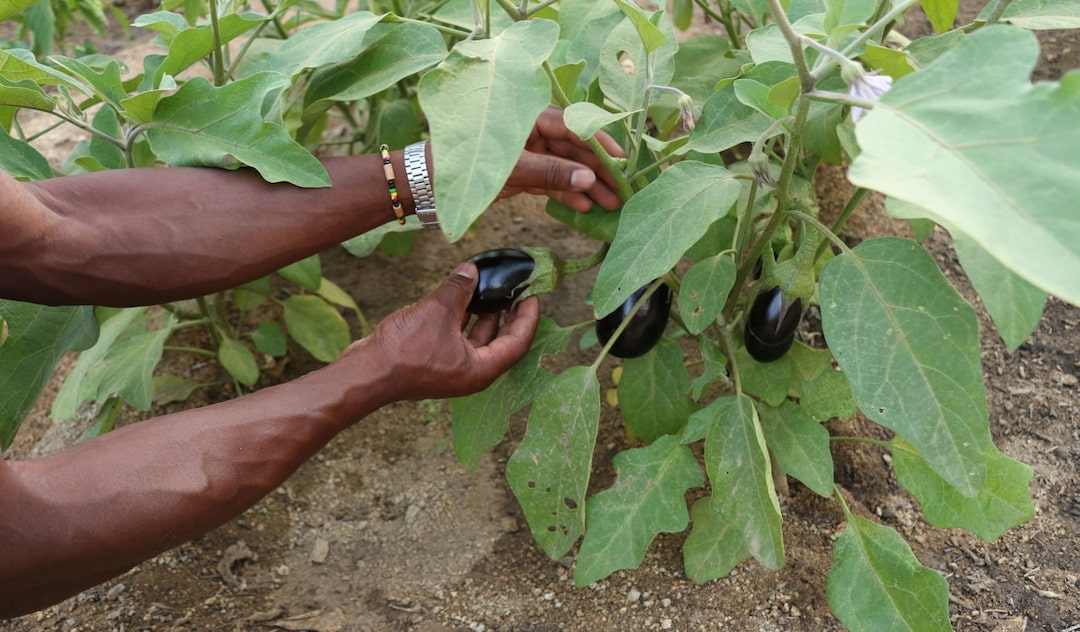 A person tending to aubergines in an urban garden.