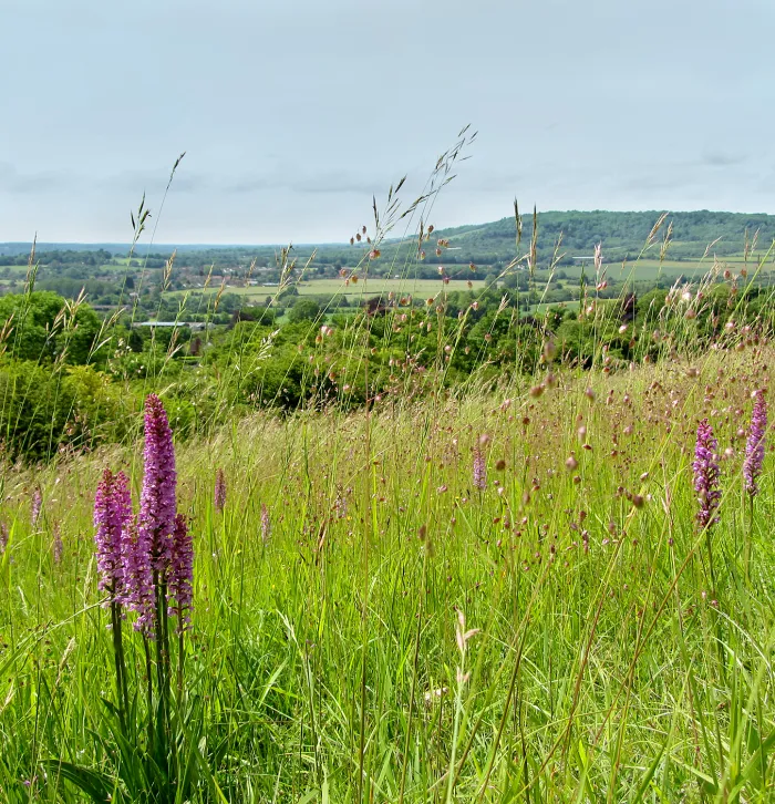 Fragrant Orchid at Fackenden, photo by Gareth Christian