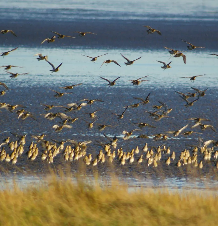 Sandwich and Pegwell Bay
