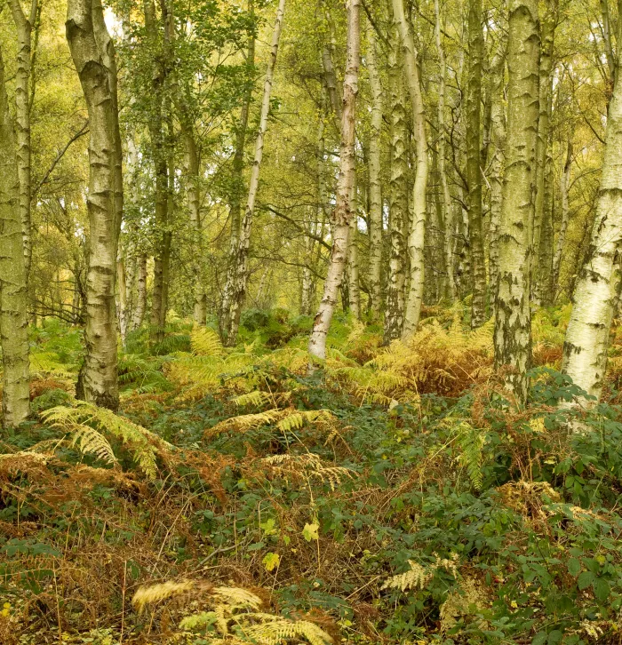 Birch woodland in autumn