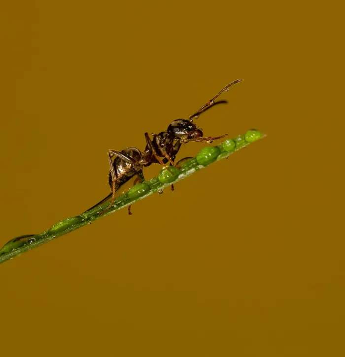 Ant crawling up a dew dropped blade of grass by Jon Hawkins Surrey Hills Photography