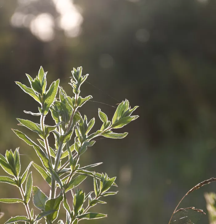 Leaf glowing in the sunlight at Ham Fen Nature Reserve by Tim Horton