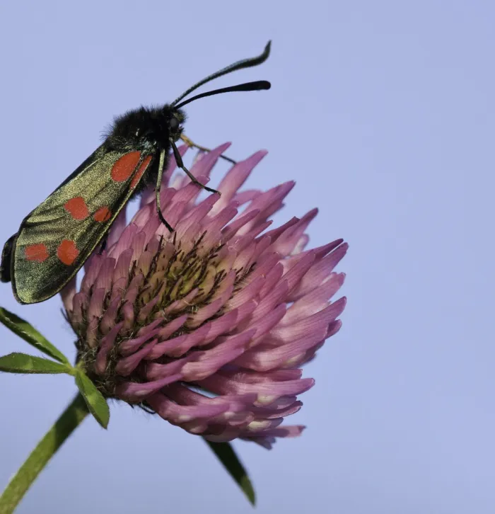 Burnet moth