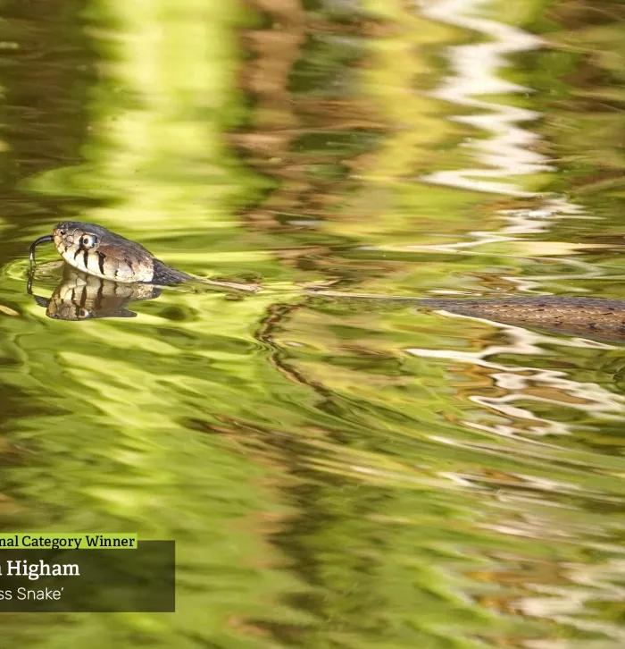 grass snake - Jim Higham