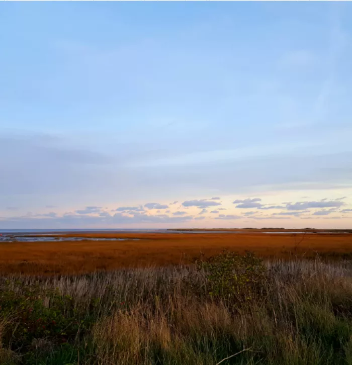 Sandwich Saltmarsh landscape image, reeds in the foreground and saltmarsh followed by few clouds in a blue sky 