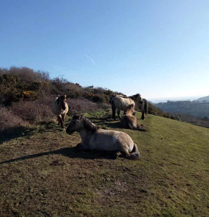 Konik ponies on Dover Downlands