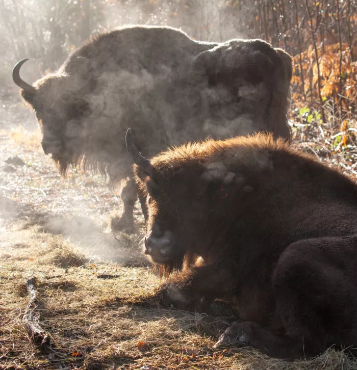 The bison in Wolf Wood, West Blean.