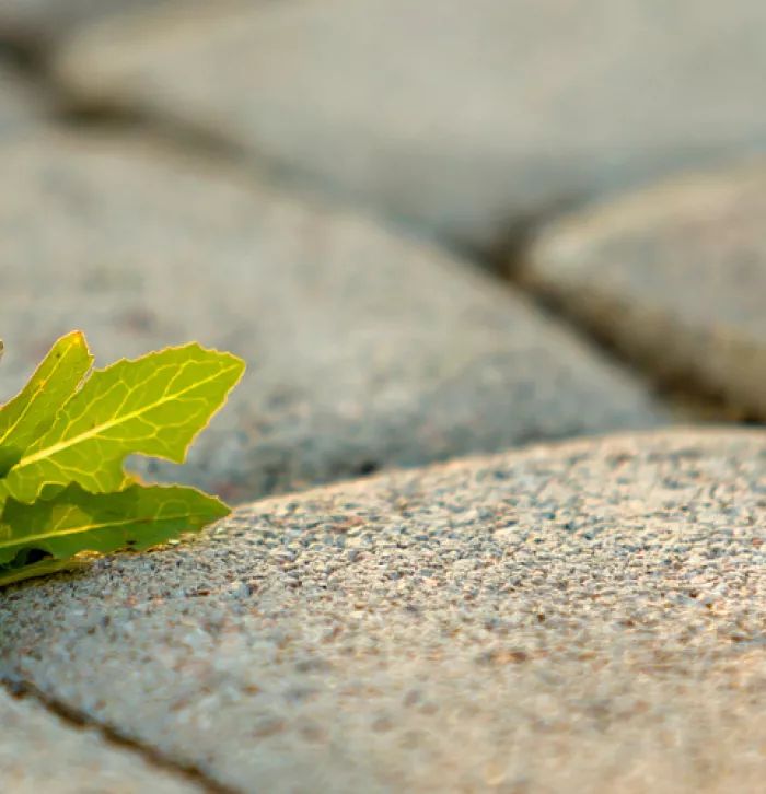 Weed in pavement