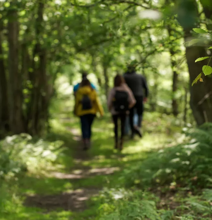 walking woodland