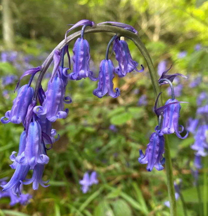 Bluebells - Greensand Commons