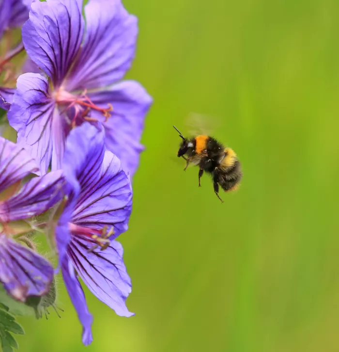 Early Bumblebee flying towards a purple flower