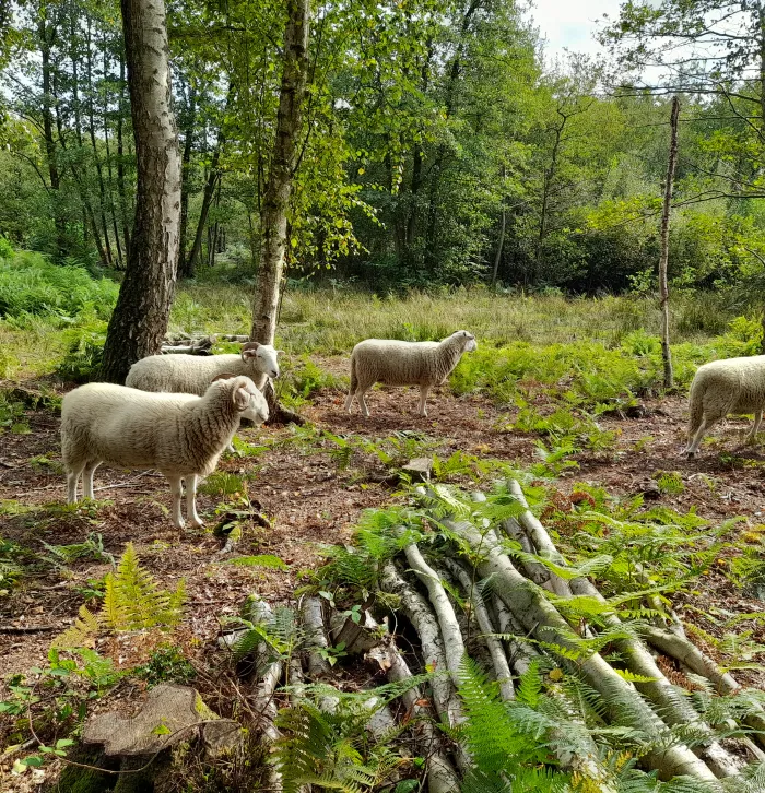 south blean being grazed by sheep