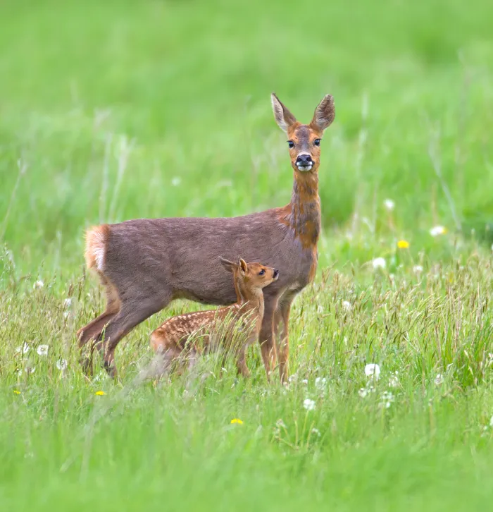 a family of deer in the grass