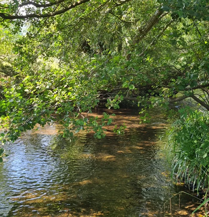 A verdant river.