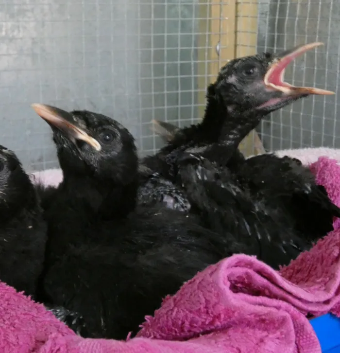 chough chicks at 24 days old