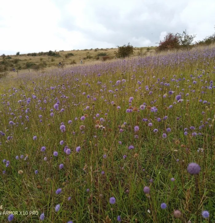 Flowering wildflowers at Lydden Temple Ewell.