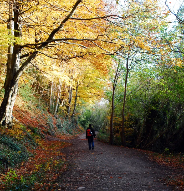 Autumnal woods.