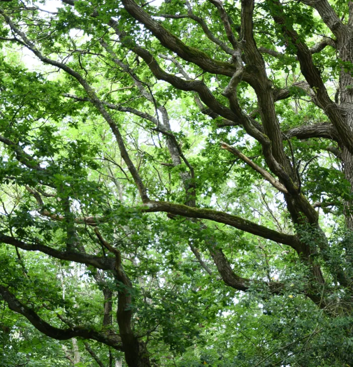 Trees in canopy