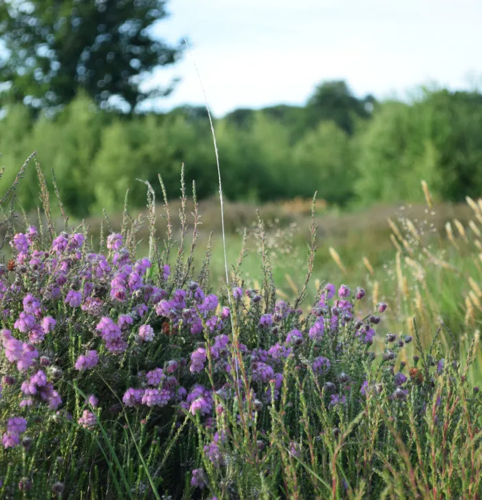 cross leaved heath Hothfield Heathlands