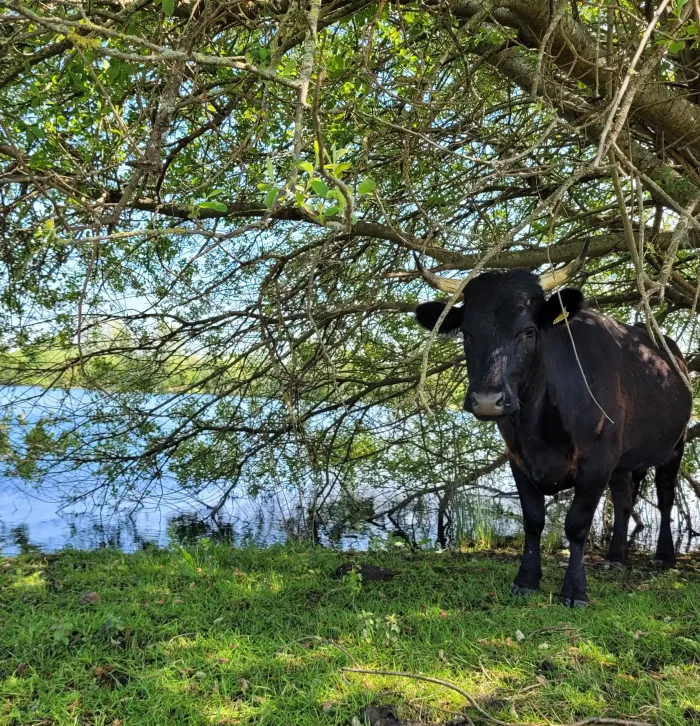 Mini dexter standing under a tree by a lake on a clear sunny day