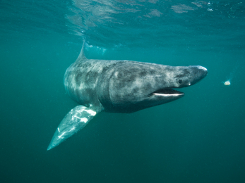 A basking shark side on