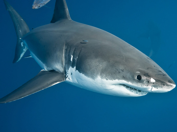 A great white shark with a smaller feeder fish above it.