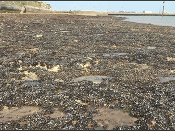 Oyster bed at Western Undercliff in Ramsgate 2013