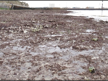 Oyster bed at Western Undercliff in Ramsgate 2022