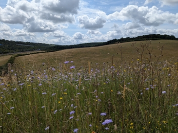 View from the new path at Nashenden down