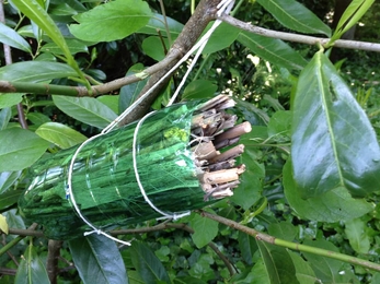 A small hanging bug hotel made of a plastic bottle, twigs, and string.