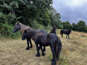 A group of black Fell ponies covered in burrs.