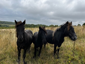 Three black Fell ponies in a row covered in burrs.