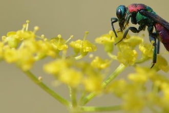 Picture of a jewel wasp