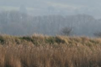Barn Owl at Oare Marshes (C) J Higham