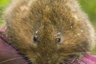 Vole prior to its release by Gareth Christian