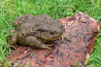 Common Toad